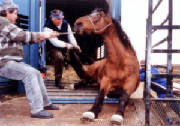 horse_resisting_at_slaughterhouse.jpg